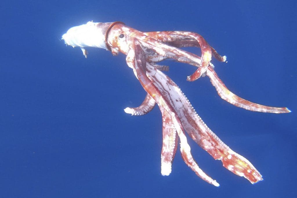 Giant Squids: Get to Know These Enigmatic Marine Animals and Their