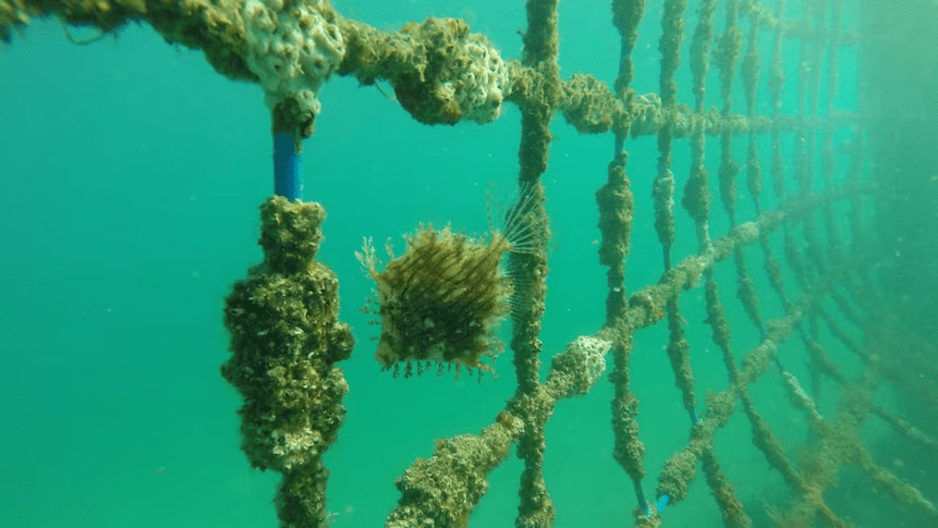 Isolation and Biodiversity: Understanding the Connection. - Seafood Peddler